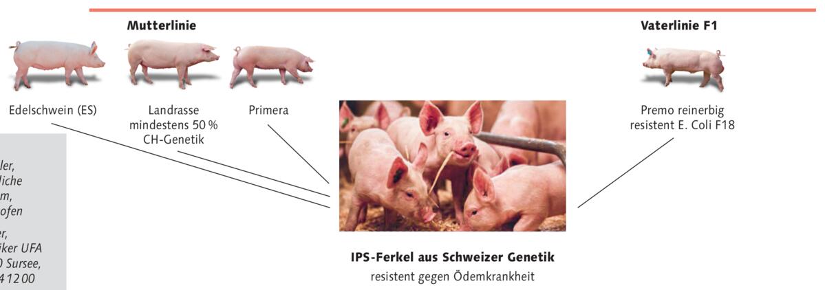 Seit dem 1. M&#xE4;rz ist der Einsatz von Schweizer Genetik f&#xFC;r
IP-Suisse Schweinez&#xFC;chter Pflicht.