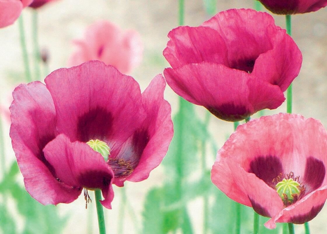 Le pavot annuel ne fleurit pas qu’en rouge strident