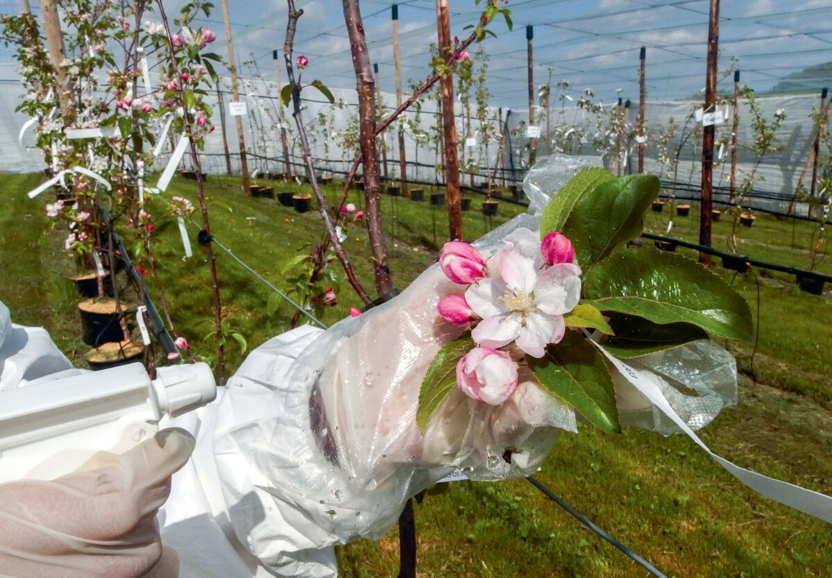 Recherche appliquée chez Agroscope: les fleurs de pommier sont vaporisées avec des agents pathogènes.