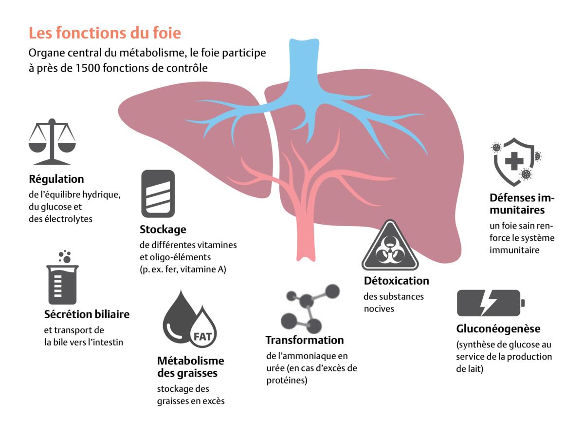 Le foie: centre de régulation du métabolisme