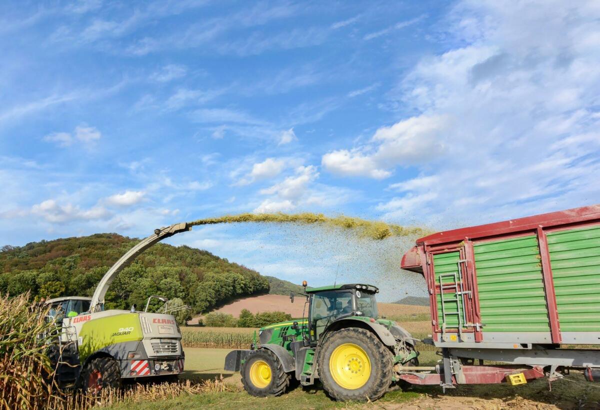 R&#xE9;colter au bon moment est essentiel pour obtenir un ensilage de ma&#xEF;s d&#x2019;excellente qualit&#xE9;.
