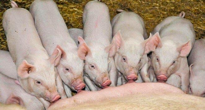 Pour éviter de trop stresser les porcelets, il faut commencer à distribuer l’aliment d’élevage avant le 
sevrage.&#x...