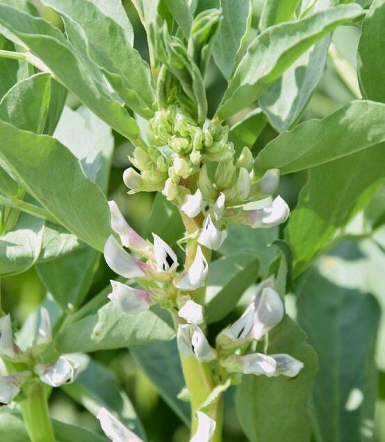 La f&#xE9;verole peut aider &#xE0; augmenter l&#x2019;auto-approvisionnement en aliment


bio.