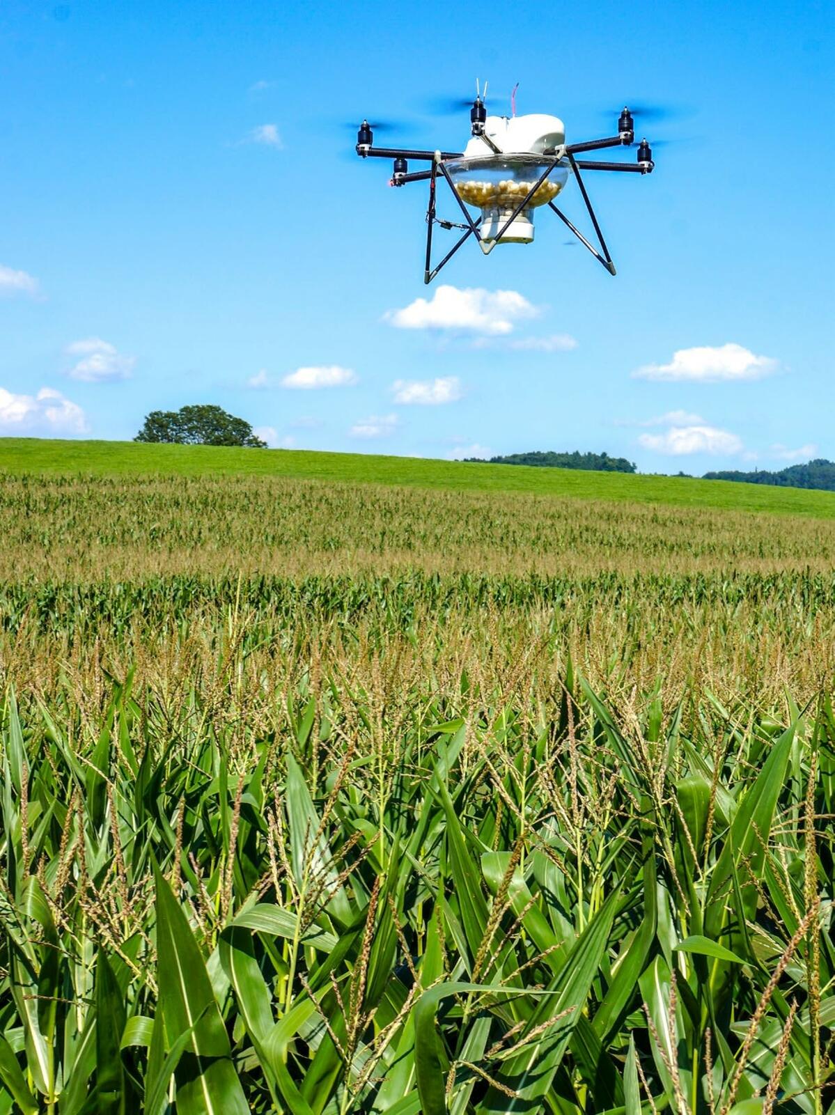 Les drones larguent les trichogrammes sur les parcelles.