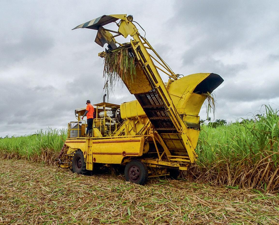 R&#xE9;colte du sucre de canne &#xE0; Cuba.