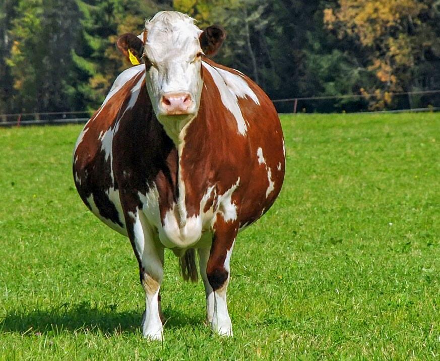Les vaches taries ne doivent pas &#xEA;tre trop grasses. Sinon, elles risquent de souffrir de c&#xE9;tose.