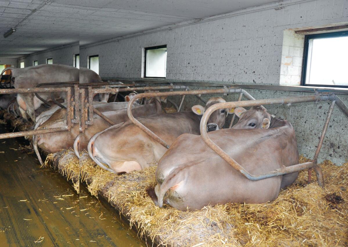 Réduire les germes environnementaux dans les logettes grâce à une poudre 
hygiénique alcaline. 