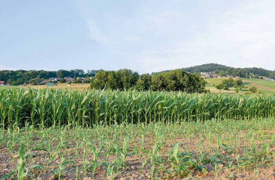 Sorgho ou ma&#xEF;s, telle &#xE9;tait la question &#xE0; M&#xE4;rstetten.