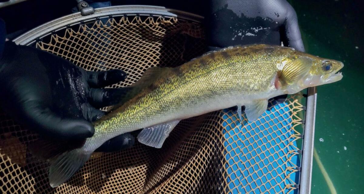 Die Schuppen des Zanders sind klein und eng anliegend, wodurch die Haut relativ glatt wirkt. Daher sind sie auch schwerer von der Haut zu l&#xF6;sen.