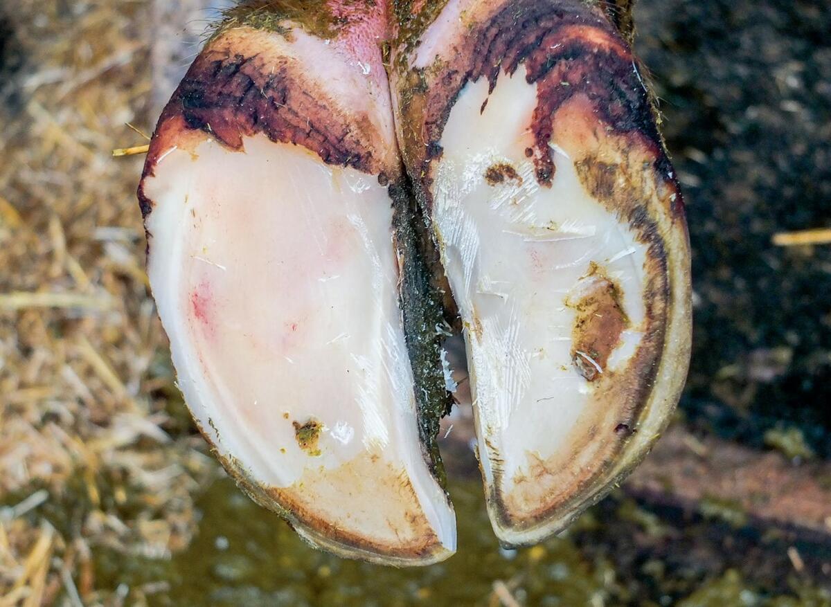 Les saignements internes au niveau de la sole restent visibles pendant six &#xE0; huit semaines.