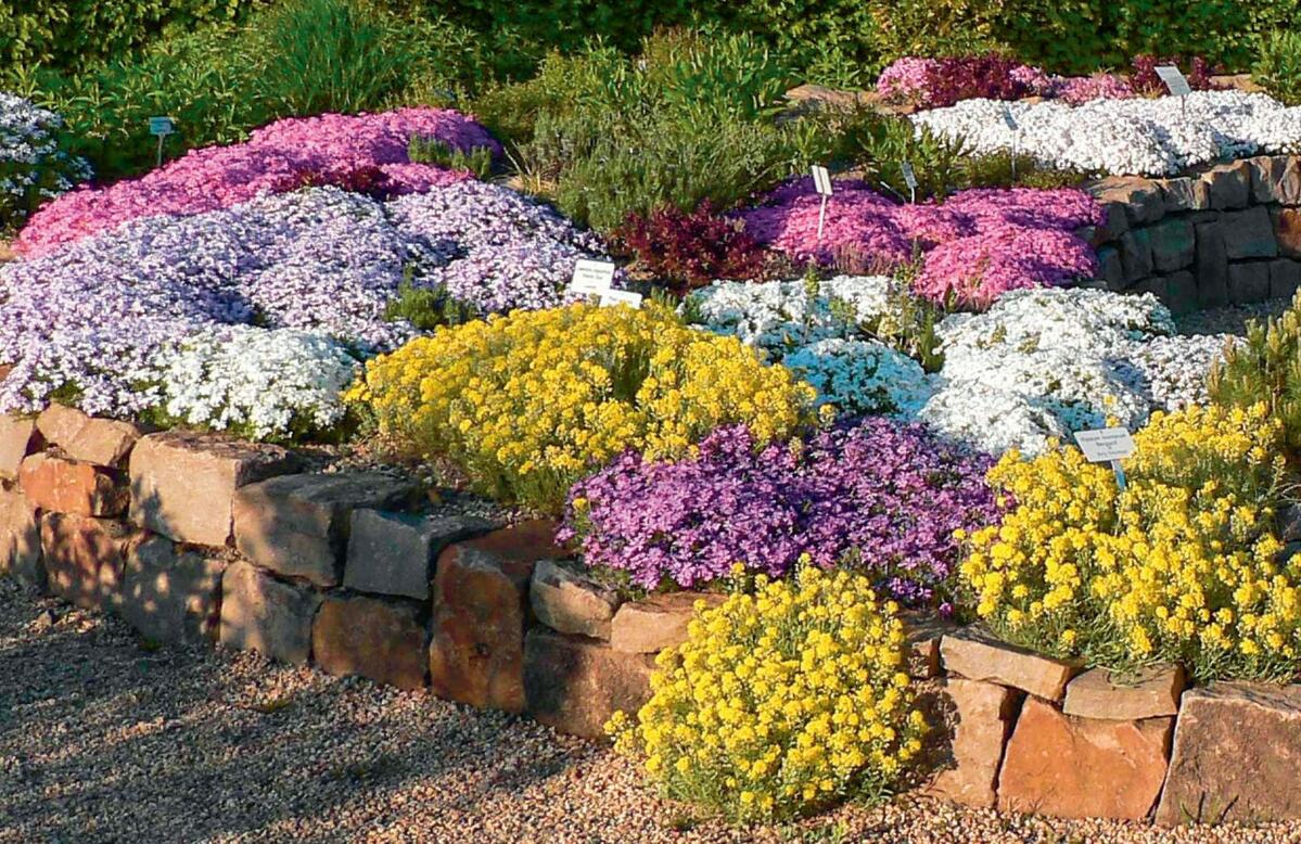 Entz&#xFC;ckende P&#xF6;lsterli: Weisse Schleifenblumen, rosa Polsterphlox und gelbes Steinkraut.