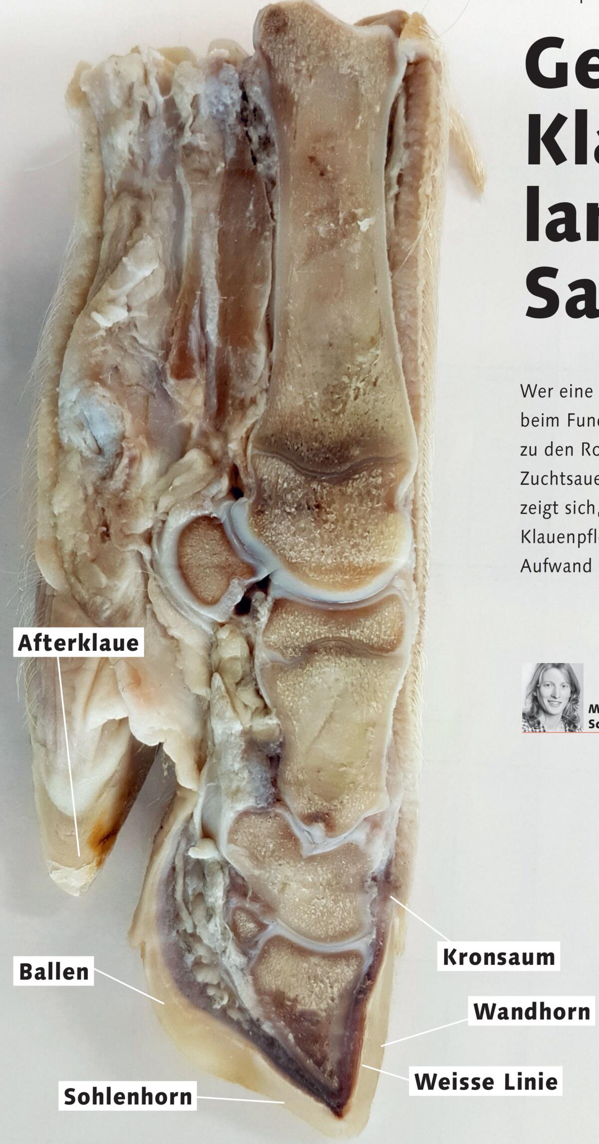 Gesunde Klauen – langlebige Sauen