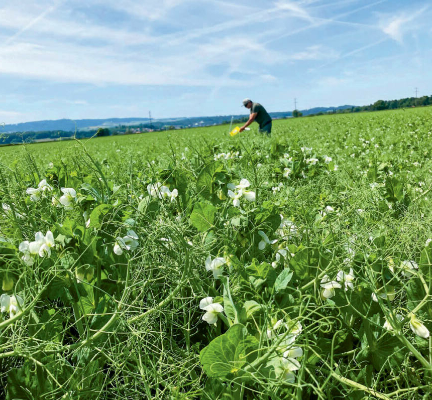 «Pflanzliche Proteine aus der Schweiz? Wir können liefern»