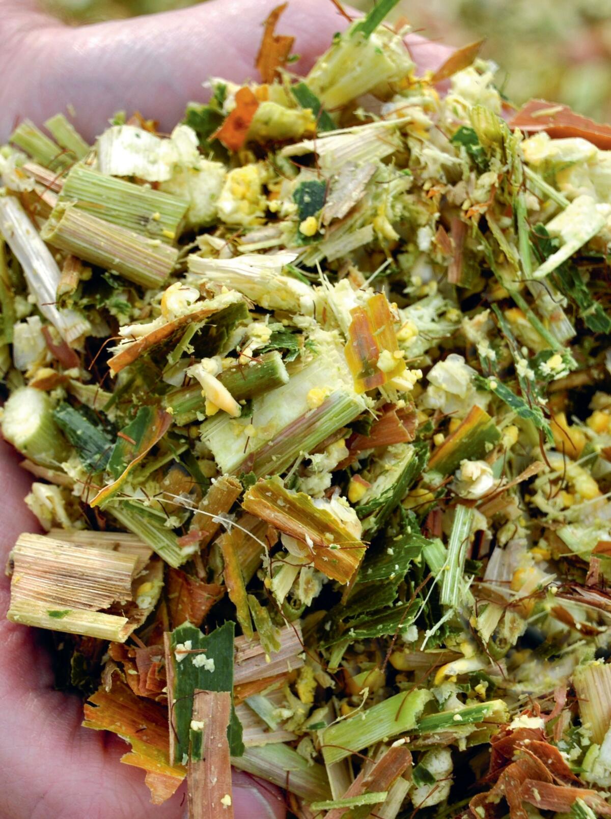 Un ensilage de maïs fait le tour du monde