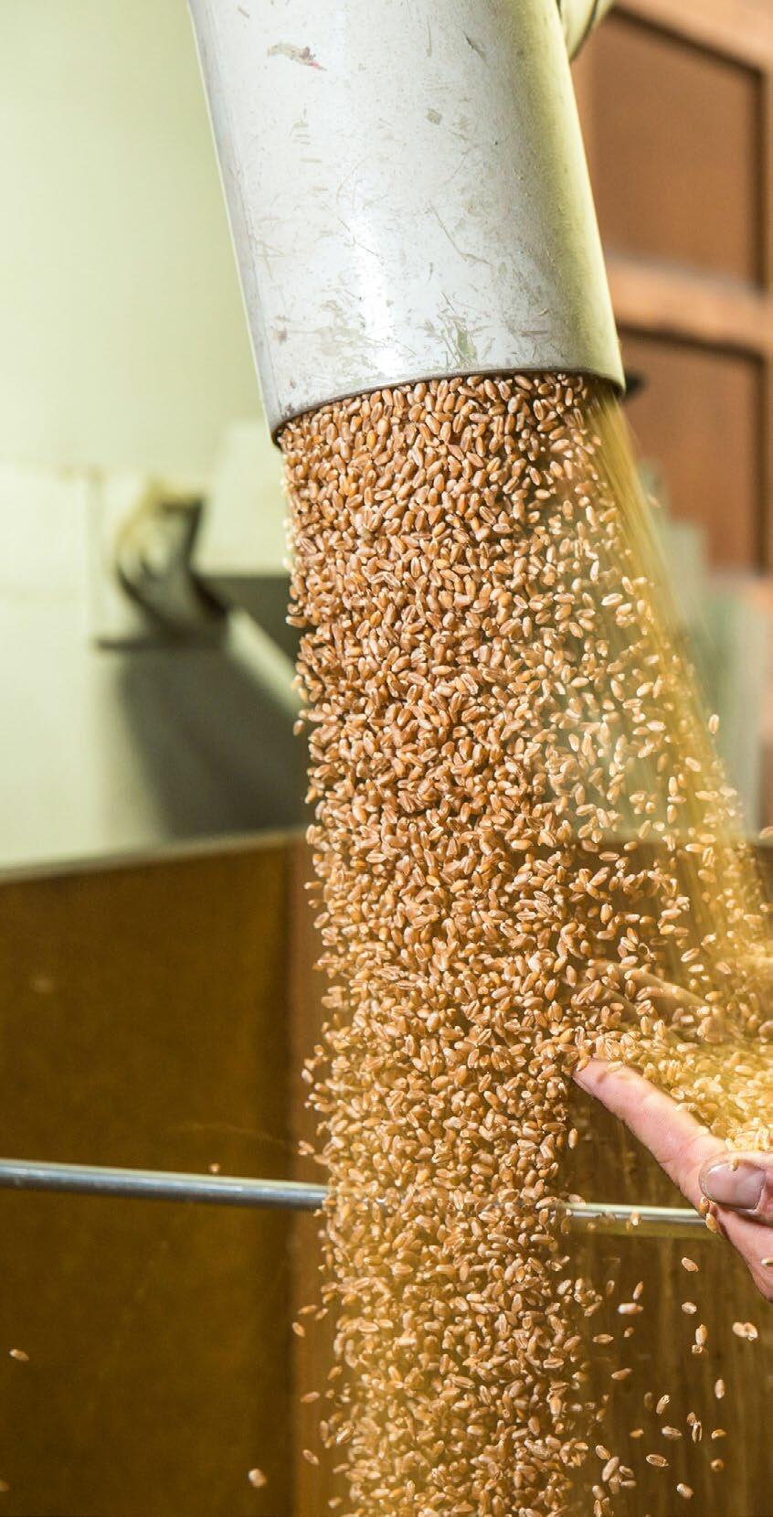 Traitement écologique des semences de céréales