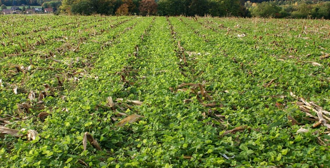 Chaumes de ma&#xEF;s avec le m&#xE9;lange UFA Maislegu bien d&#xE9;velopp&#xE9;.