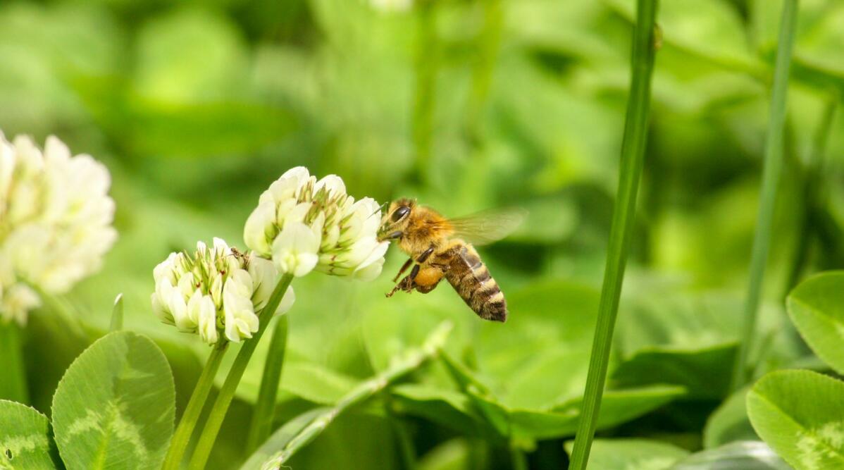 Le trèfle blanc attire les abeilles mellifères et 
d’autres insectes. 
