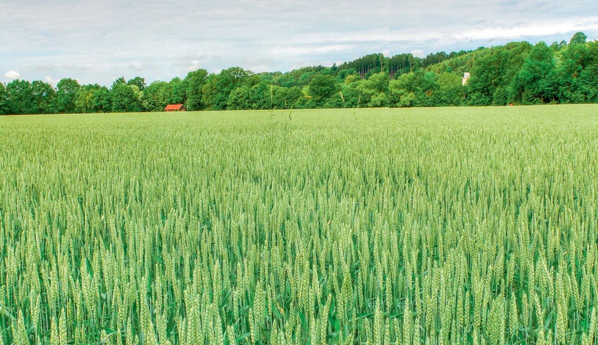 Le temps pluvieux au moment de la floraison a r&#xE9;duit les rendements des c&#xE9;r&#xE9;ales panifiables.&#xA0;