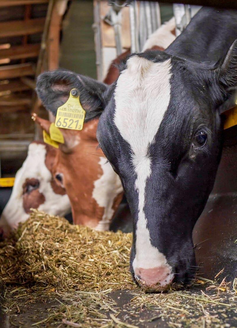 L&#x2019;alimentation solide joue un r&#xF4;le cl&#xE9; dans le d&#xE9;veloppement de la panse.&#xA0;