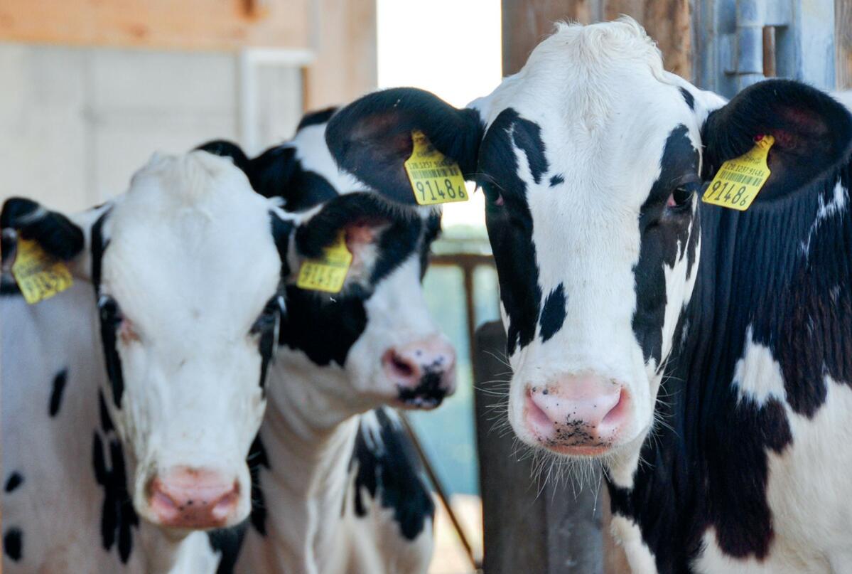 Ein frühes Erstkalbealter zahlt sich in verschiedener Hinsicht aus.