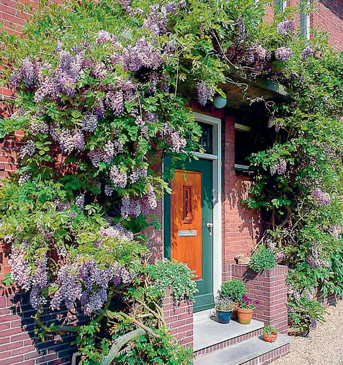 Glycine romantique: les grappes de fleurs r&#xE9;pandent&#xA0;


un agr&#xE9;able nuage parfum&#xE9;.&#xA0;