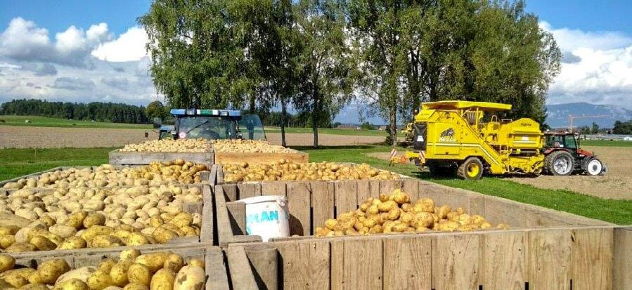 Les conditions s&#xE8;ches ont repr&#xE9;sent&#xE9; un d&#xE9;fi pour la r&#xE9;colte des pommes de terre en 2018.