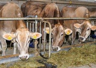 En hiver, la teneur plus faible en b&#xEA;ta-carot&#xE8;ne du fourrage associ&#xE9;e &#xE0; l&#x2019;absence de sortie au p&#xE2;turage peut conduire &#...