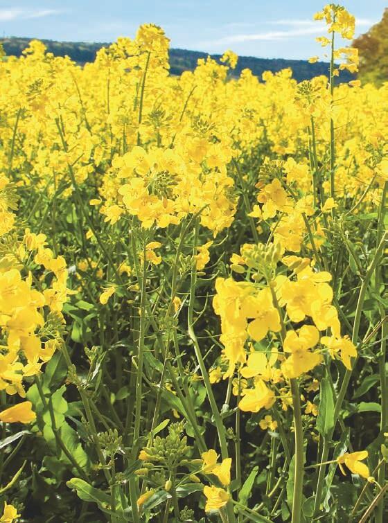 Les perspectives d&#x2019;extension des surfaces de colza sont bonnes.