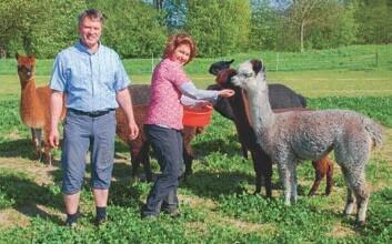Susanne et Ueli Iseli en train de nourrir les alpagas.
