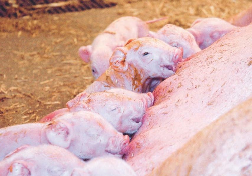 Das Kolostrum dient nicht nur dem Schutz und der
Energieversorgung des Ferkels, sondern auch der Reifung des
Abwehrsystems und der Organe.