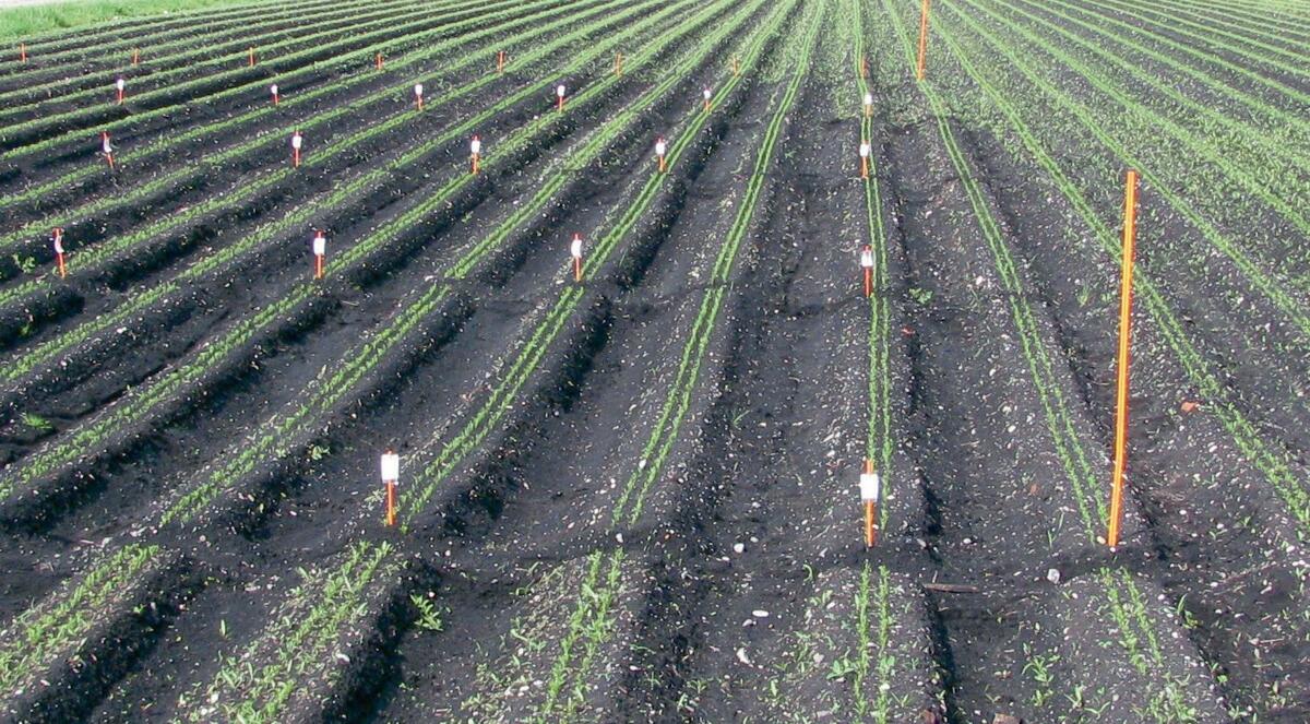 Désormais, la lutte contre les adventices dans les carottes devra se faire sans Linuron. 