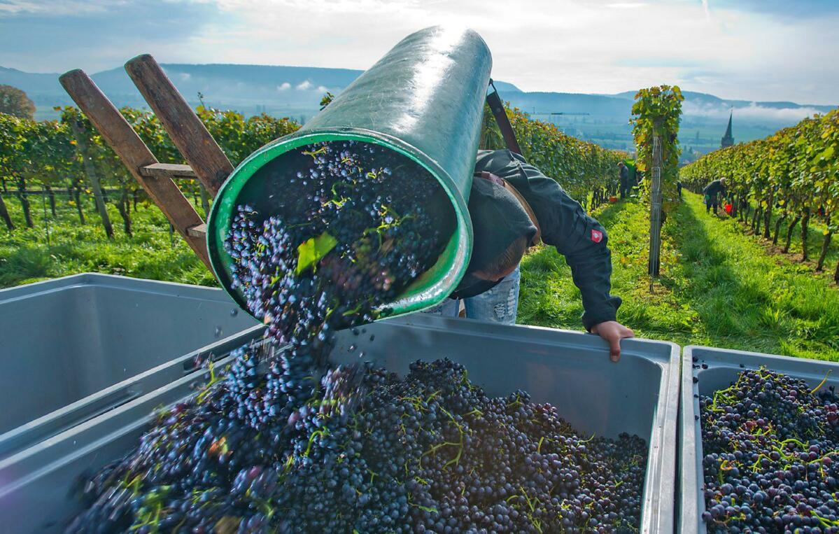 Ein verl&#xE4;sslicher Partner f&#xFC;r die Schweizer Winzerinnen und Winzer: Die fenaco st&#xE4;rkt den heimischen Weinmarkt.