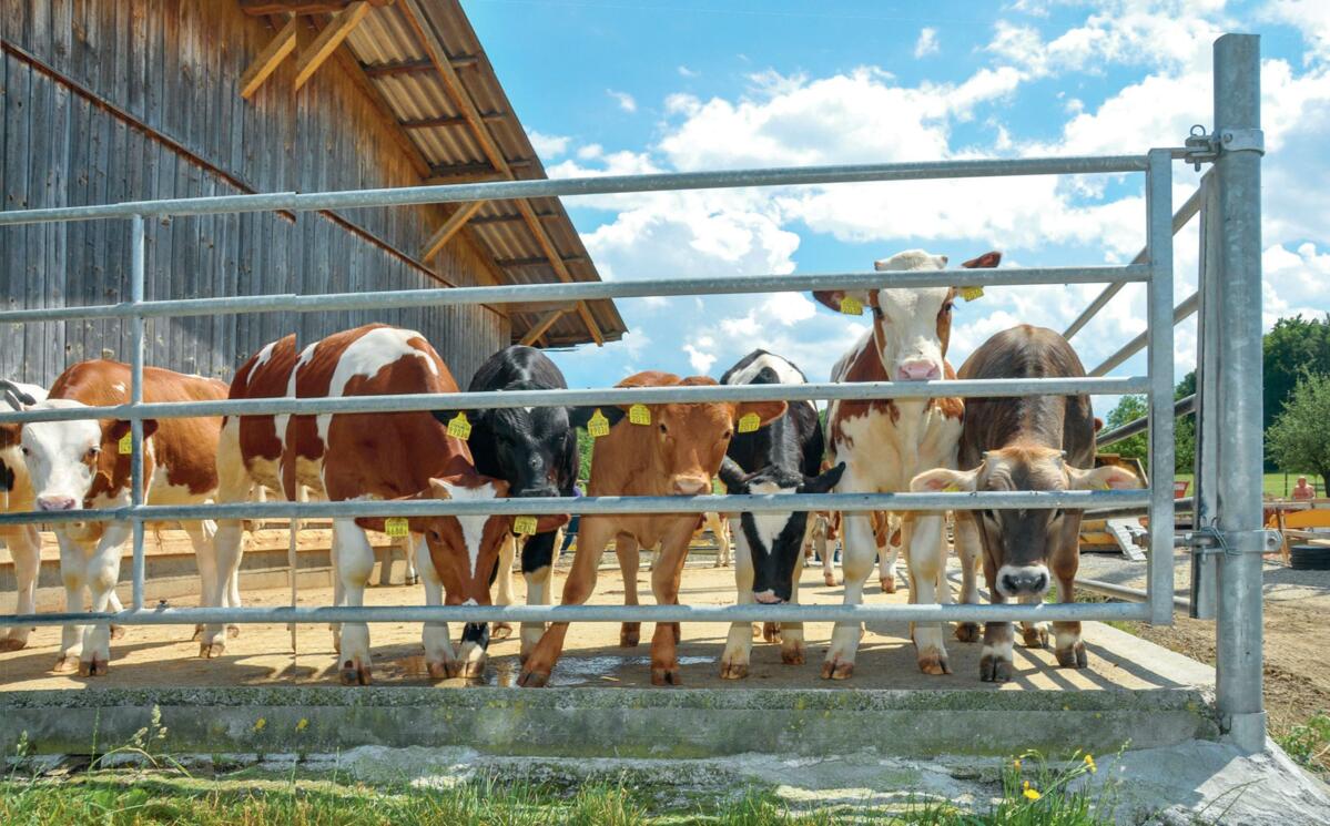 Während des Projektes konnte der Antibiotika-Verbrauch mehr als halbiert werden.