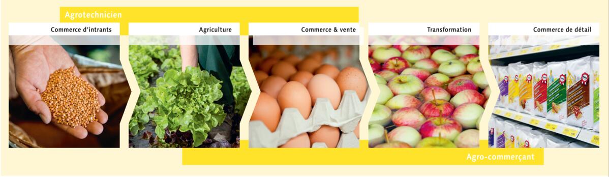 Les agro-techniciens et les agro-commer&#xE7;ants occupent des postes de travail dans l&#x2019;ensemble de la cha&#xEE;ne de valeur agricole.
