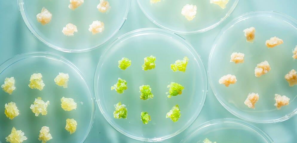 Ces cultures de cals permettent de constituer les milieux requis pour cultiver les cellules v&#xE9;g&#xE9;tales.&#xA0;