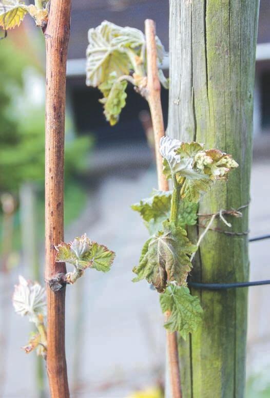 En 2017, beaucoup de vignes ont &#xE9;t&#xE9; victimes de gel&#xE9;es printani&#xE8;res.