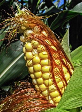 Réussir la culture du maïs