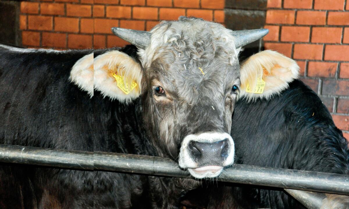 Der UFA Toro-Support unterst&#xFC;tzt Grossviehm&#xE4;ster in allen Belangen der Mast.