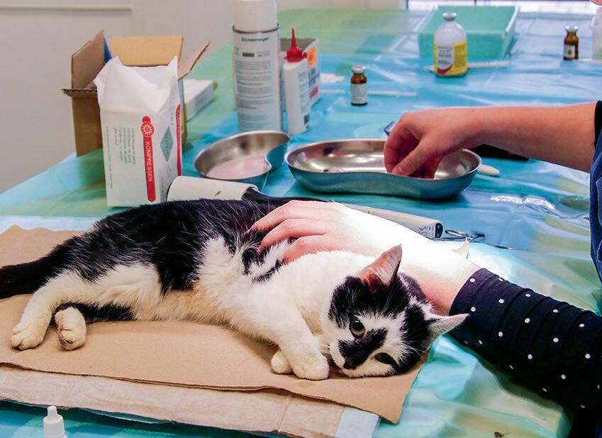 Sterilisation Des Chats Revue Ufa