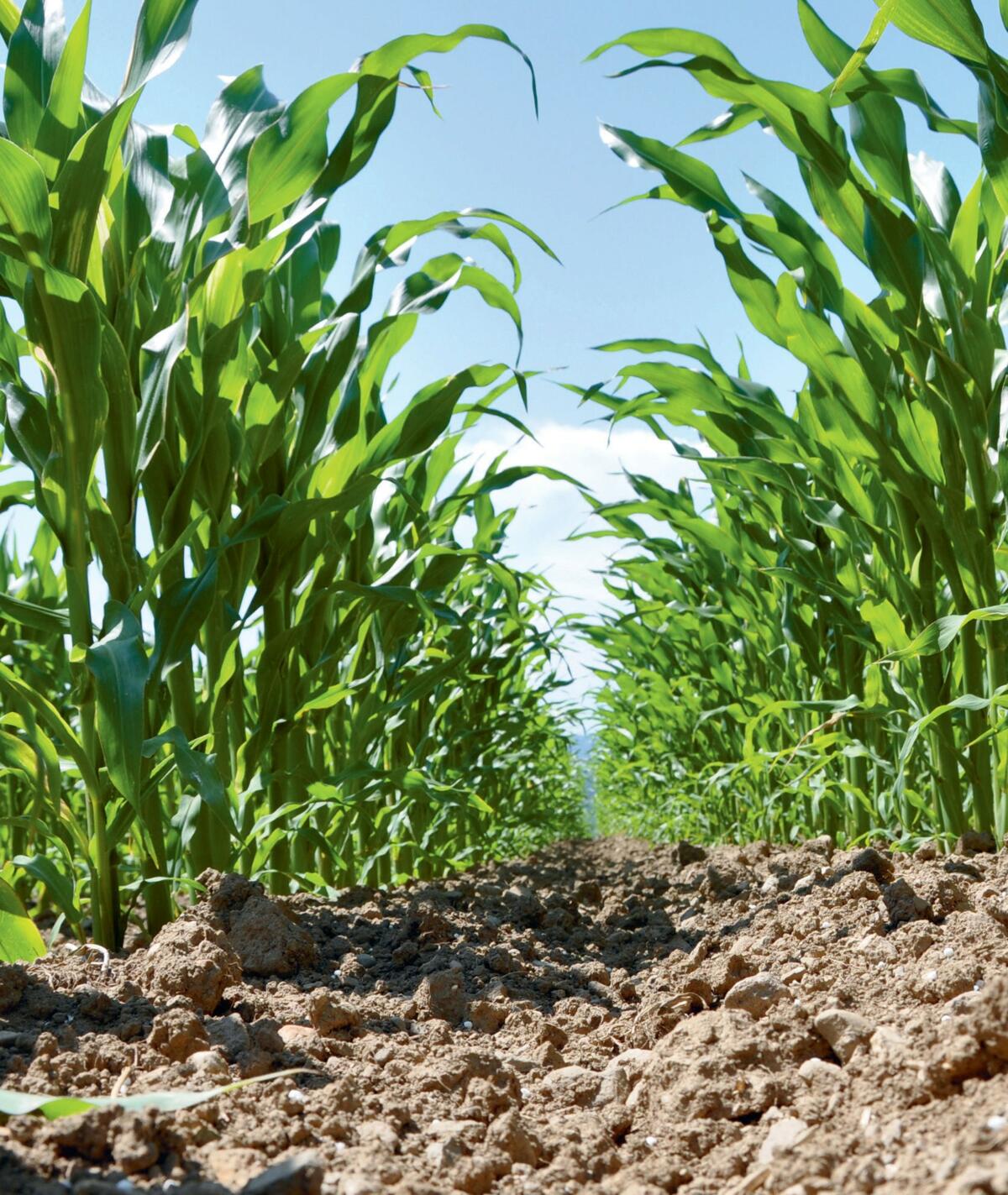 Dans les essais de Semences UFA, le rendement moyen des ma&#xEF;s du groupe pr&#xE9;coce atteint 200 dt/MS/ha.&#xA0;