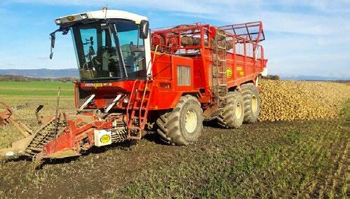 Die R&#xFC;ben trocknen zuerst einen Tag ab. Anschliessend werden sie mit dem Lader aufgenommen.