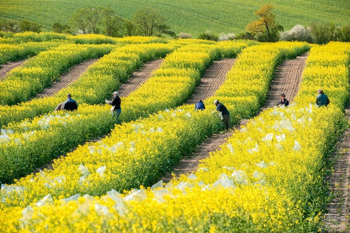 Parcelle d’essai de colza d’automne du NPZ: les sachets empêchent la pollinisation extérieure incontrôlée, permettant...