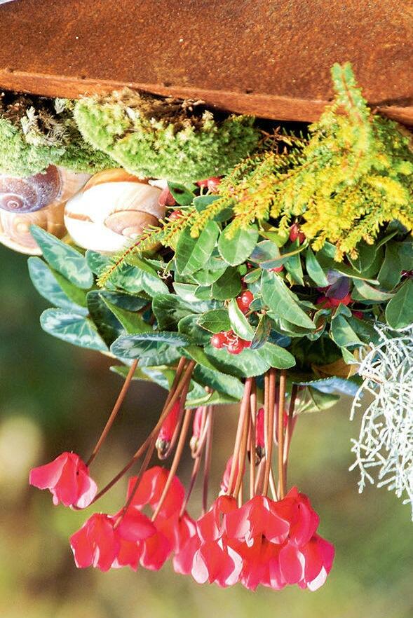 Belle plantation automnale: pas question de débarrasser les caissettes de 
balcon. 