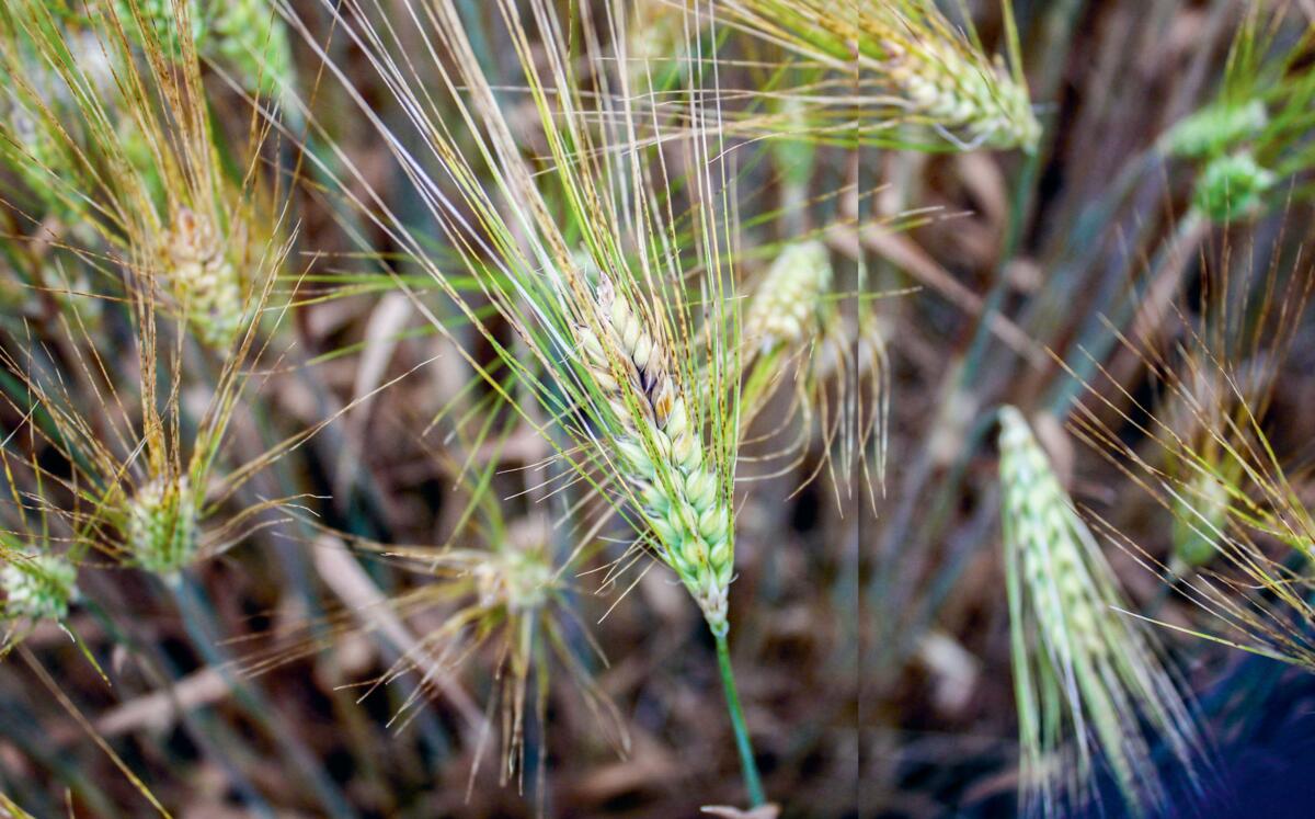 Sympt&#xF4;mes d&#x2019;une infection &#xE0;Fusarium graminearum 
sur un &#xE9;pi d&#x2019;orge.