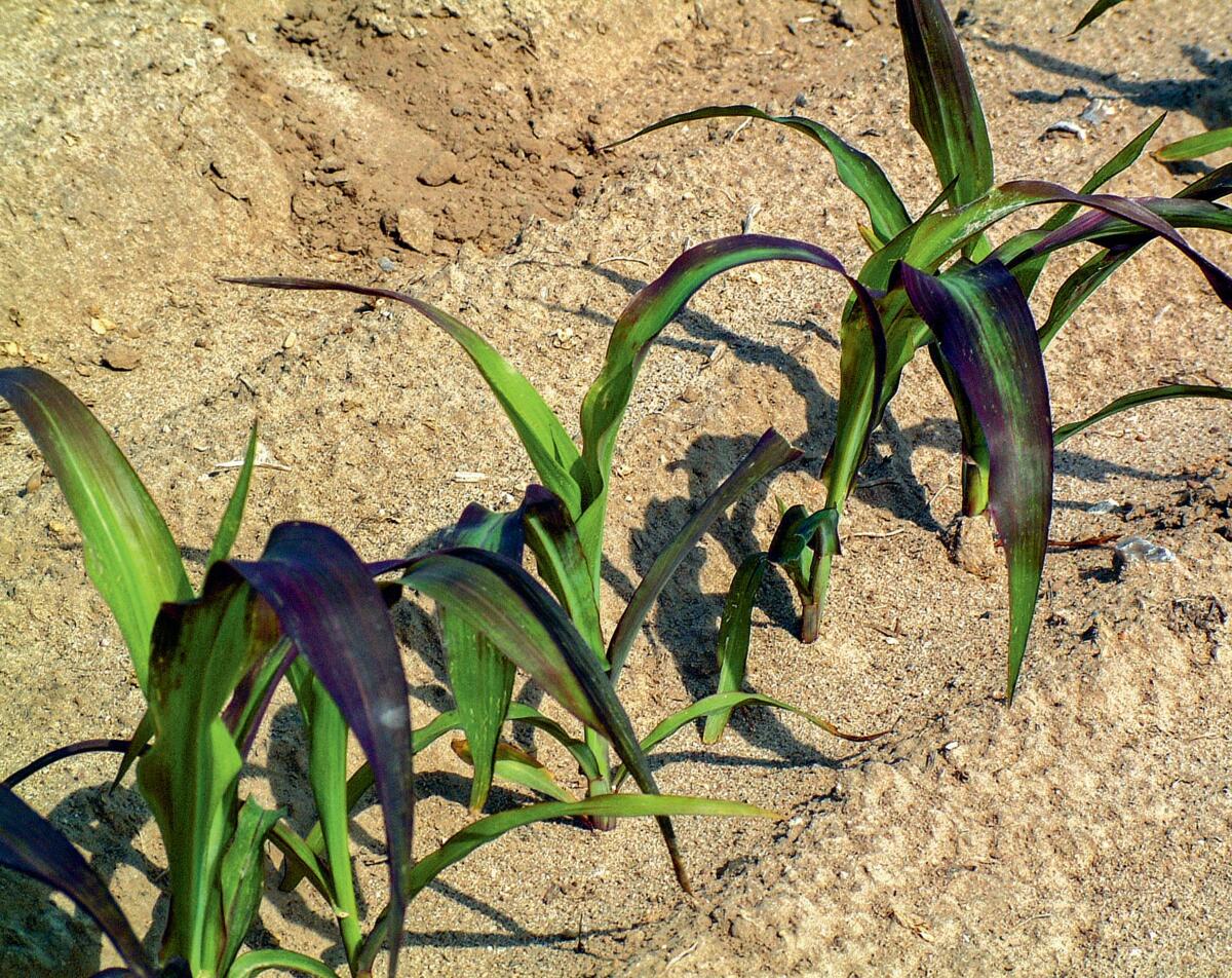Ces plantes de ma&#xEF;s souffrent d&#x2019;une carence en phosphore, que l&#x2019;on reconna&#xEE;t &#xE0; la couleur des feuilles.