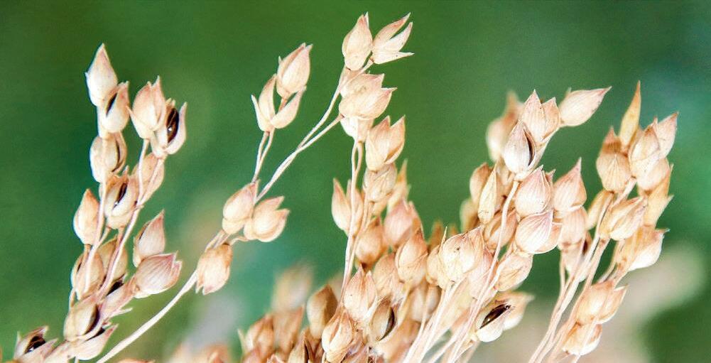 Les graines de millet commun n&#x2019;arrivent pas au m&#xEA;me moment &#xE0; maturit&#xE9;.&#xA0;