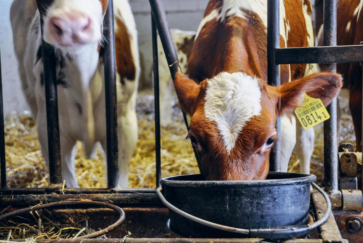 Chez les Hadorn, les veaux reçoivent tous les soirs entre 7 et 9 l de lait acidifié à l’aide d’UFA top-forte.