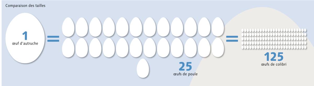 Les œufs, un phénomène
