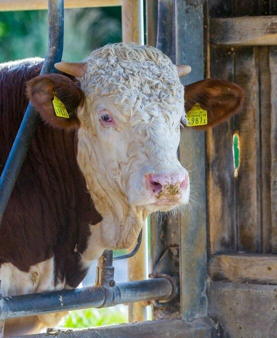 Pour que la viande soit de la meilleure qualité possible, les animaux ne doivent pas être trop stressés avant l’abattage.