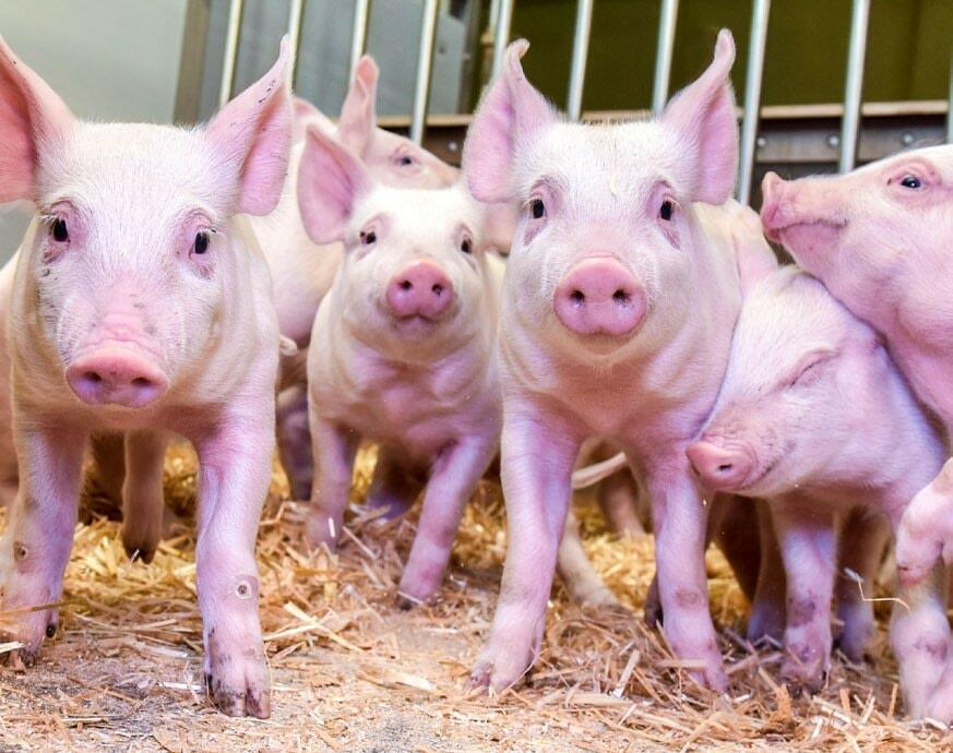 Les porcelets devraient &#xEA;tre habitu&#xE9;s le plus t&#xF4;t possible &#xE0; la nourriture&#xA0;


solide.&#xA0;